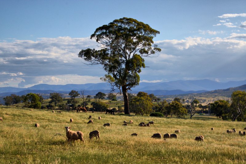 green paddocks.jpg